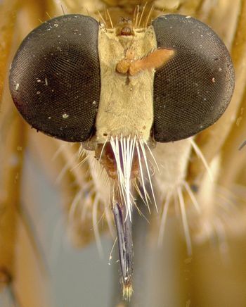 Media type: image;   Entomology 12823 Aspect: head frontal view
